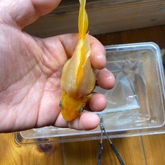 玉サバ　2025　長尾　ホワイト　1匹の画像