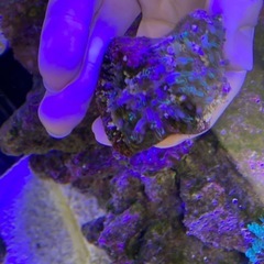 スターポリプ　ソフトコーラルの画像