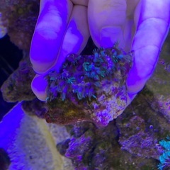 スターポリプ　ソフトコーラルの画像