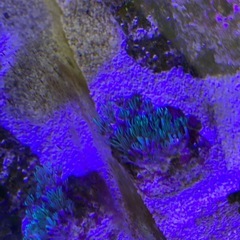 スターポリプ　ソフトコーラルの画像