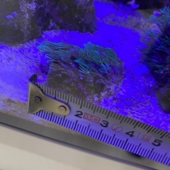 スターポリプ　ソフトコーラルの画像