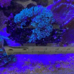 スターポリプ　ソフトコーラル
の画像