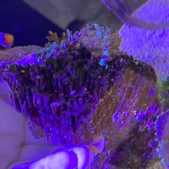 スターポリプ　ソフトコーラル
の画像