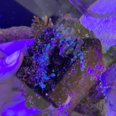 スターポリプ　ソフトコーラル
の画像