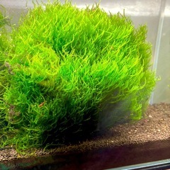 大容量　ウィローモスの画像