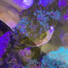スターポリプ　ソフトコーラルの画像