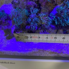 スターポリプ　ソフトコーラルの画像