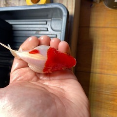 玉サバ　2025 1匹の画像