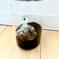 苔リウムやメダカ水槽にの画像