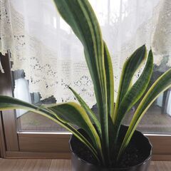 観葉植物　サンスベリア　　7号鉢　高さ約45cm の画像
