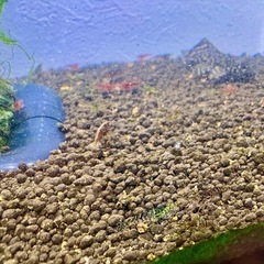 ブラウン？ぽい黒いシュリンプの画像