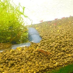 ブラウン？ぽい黒いシュリンプの画像