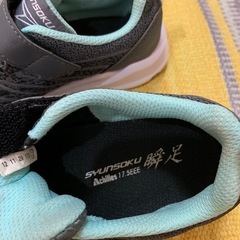 瞬足　17.5cmの画像