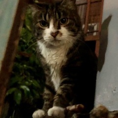 迷い猫を探してます