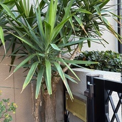 観葉植物🌴の画像