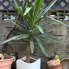 観葉植物🌴の画像