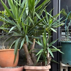 観葉植物🌴の画像