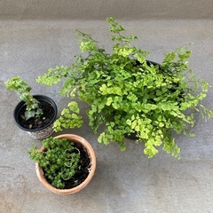 鉢植え3つ アジアンタム 
多肉植物 アイビーの画像