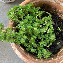 鉢植え3つ アジアンタム 
多肉植物 アイビーの画像
