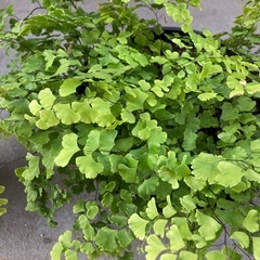 鉢植え3つ アジアンタム 
多肉植物 アイビーの画像