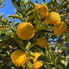 花柚子　無農薬　1キロ　700円の画像