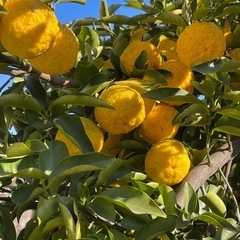 花柚子　無農薬　1キロ　700円の画像