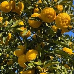 花柚子　無農薬　1キロ　700円の画像