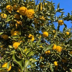 花柚子　無農薬　1キロ　700円の画像