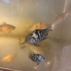 ブルータイガーパロット　ペアの画像