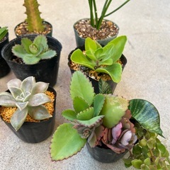 お取引き中！　多肉、植物12点セットの画像