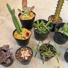 お取引き中！　多肉、植物12点セットの画像