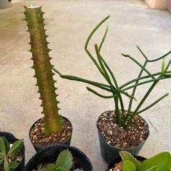 お取引き中！　多肉、植物12点セットの画像