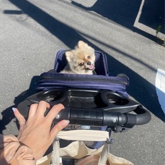 ペットカート　バギー　キャリーの画像