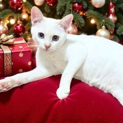 12月20日（土）🎅🏼🌲☄️三鷹で猫の譲渡会🎅🏼🌲☄️　青…