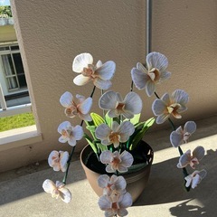 枯れない花の画像