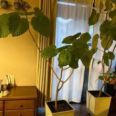 ウンベラータの画像