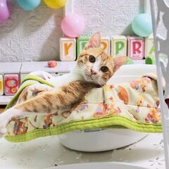 12月20日（土）🎅🏼🌲☄️三鷹で猫の譲渡会🎅🏼🌲☄️　茶…