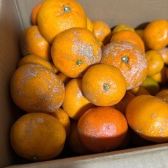 大磯みかん 無農薬 ガザガサみかん 5～6キロの画像