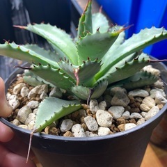 アガベ　八荒雷神　　1株の画像