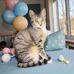 12月20日（土）🎅🏼🌲☄️三鷹で猫の譲渡会🎅🏼🌲☄️　麦…