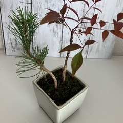 黒松・南天の盆栽の画像