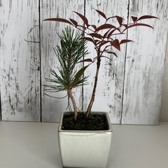 黒松・南天の盆栽の画像