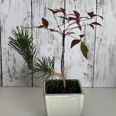 黒松・南天の盆栽の画像