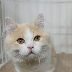 4ヶ月短足マンチカン♂【里親募集】