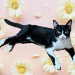 12月20日（土）🎅🏼🌲☄️三鷹で猫の譲渡会🎅🏼🌲☄️　ハ…