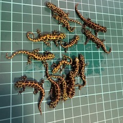 マダライモリ4.5センチ程の画像