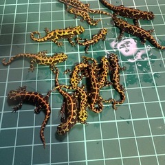 マダライモリ4.5センチ程の画像