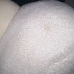 つぶらな瞳のなまがきの画像