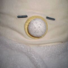 つぶらな瞳のなまがきの画像