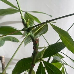 110cm程度　パキラ　観葉植物　　2本仕立て　曲がりの画像